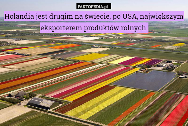 Holandia jest drugim na świecie, po USA, największym eksporterem produktów rolnych. 