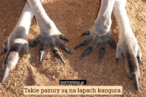 Takie pazury są na łapach kangura. 
