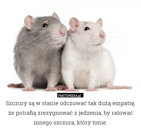 Szczury są w stanie odczuwać tak dużą empatię, że potrafią zrezygnować z jedzenia, by ratować innego szczura, który tonie. 