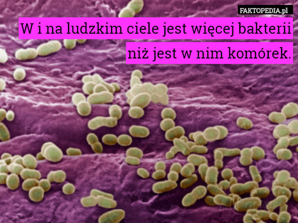 W i na ludzkim ciele jest więcej bakterii niż jest w nim komórek. 