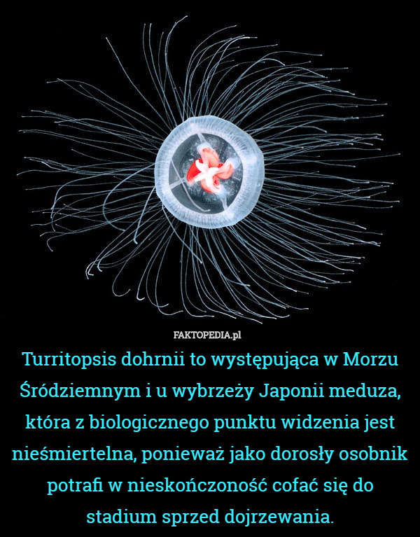 Turritopsis dohrnii to występująca w Morzu Śródziemnym i u wybrzeży Japonii meduza, która z biologicznego punktu widzenia jest nieśmiertelna, ponieważ jako dorosły osobnik potrafi w nieskończoność cofać się do stadium sprzed dojrzewania. 