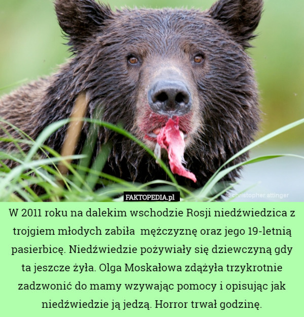 W 2011 roku na dalekim wschodzie Rosji niedźwiedzica z trojgiem młodych zabiła  mężczyznę oraz jego 19-letnią pasierbicę. Niedźwiedzie pożywiały się dziewczyną gdy ta jeszcze żyła. Olga Moskałowa zdążyła trzykrotnie zadzwonić do mamy wzywając pomocy i opisując jak niedźwiedzie ją jedzą. Horror trwał godzinę. 