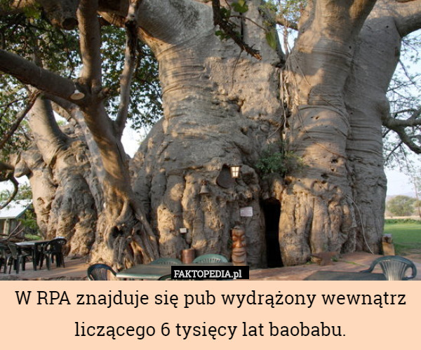 W RPA znajduje się pub wydrążony wewnątrz liczącego 6 tysięcy lat baobabu. 