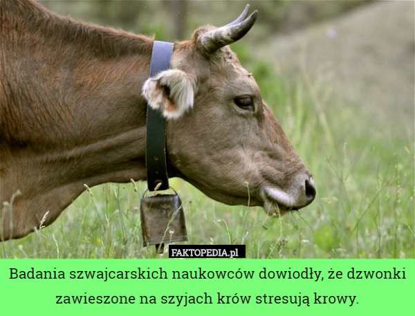 Badania szwajcarskich naukowców dowiodły, że dzwonki zawieszone na szyjach krów stresują krowy. 