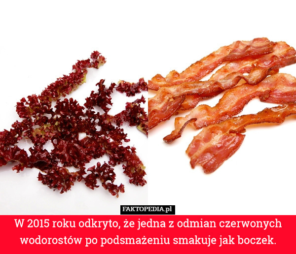 W 2015 roku odkryto, że jedna z odmian czerwonych wodorostów po podsmażeniu smakuje jak boczek. 