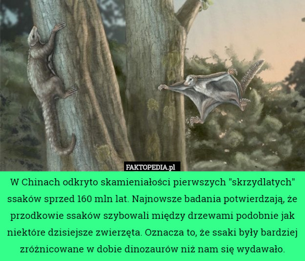 W Chinach odkryto skamieniałości pierwszych "skrzydlatych" ssaków sprzed 160 mln lat. Najnowsze badania potwierdzają, że przodkowie ssaków szybowali między drzewami podobnie jak niektóre dzisiejsze zwierzęta. Oznacza to, że ssaki były bardziej zróżnicowane w dobie dinozaurów niż nam się wydawało. 