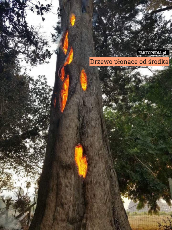 Drzewo płonące od środka 