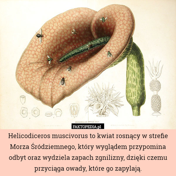 Helicodiceros muscivorus to kwiat rosnący w strefie Morza Śródziemnego, który wyglądem przypomina odbyt oraz wydziela zapach zgnilizny, dzięki czemu przyciąga owady, które go zapylają. 