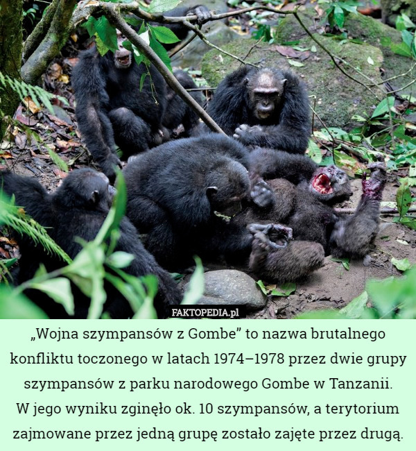 „Wojna szympansów z Gombe” to nazwa brutalnego konfliktu toczonego w latach 1974–1978 przez dwie grupy szympansów z parku narodowego Gombe w Tanzanii.
W jego wyniku zginęło ok. 10 szympansów, a terytorium zajmowane przez jedną grupę zostało zajęte przez drugą. 