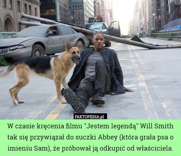 W czasie kręcenia filmu "Jestem legendą" Will Smith tak się przywiązał do suczki Abbey (która grała psa o imieniu Sam), że próbował ją odkupić od właściciela. 
