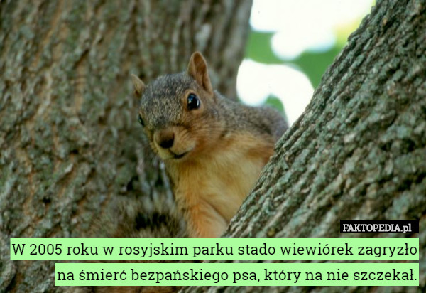 W 2005 roku w rosyjskim parku stado wiewiórek zagryzło na śmierć bezpańskiego psa, który na nie szczekał. 