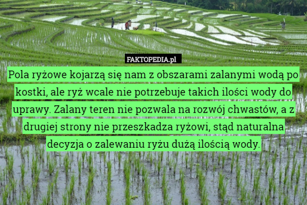 Pola ryżowe kojarzą się nam z obszarami zalanymi wodą po kostki, ale ryż wcale nie potrzebuje takich ilości wody do uprawy. Zalany teren nie pozwala na rozwój chwastów, a z drugiej strony nie przeszkadza ryżowi, stąd naturalna decyzja o zalewaniu ryżu dużą ilością wody. 