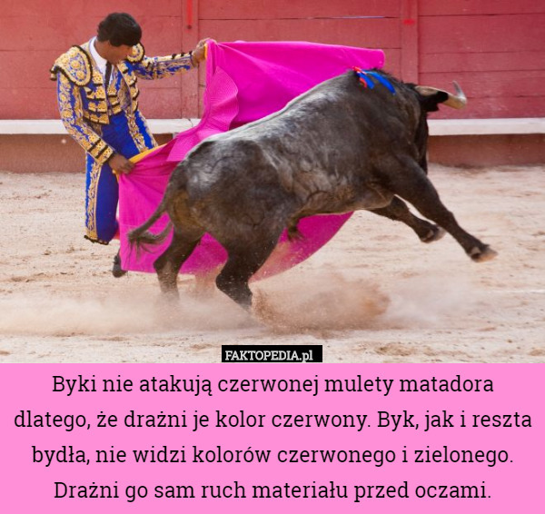Byki nie atakują czerwonej mulety matadora dlatego, że drażni je kolor czerwony. Byk, jak i reszta bydła, nie widzi kolorów czerwonego i zielonego. Drażni go sam ruch materiału przed oczami. 