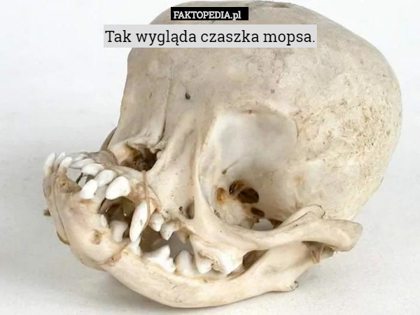 Tak wygląda czaszka mopsa. 