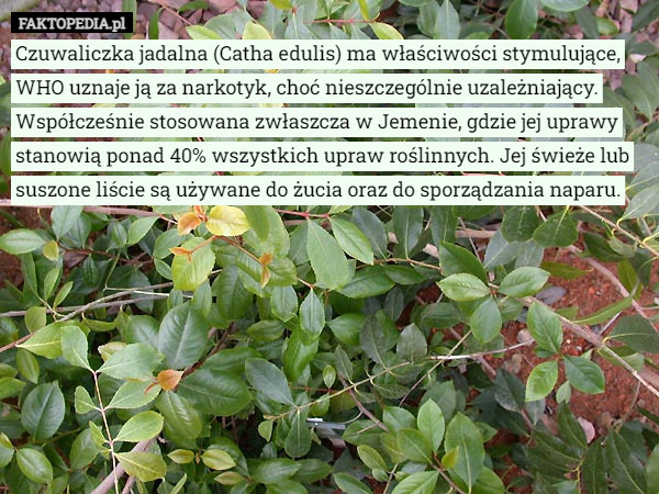 Czuwaliczka jadalna (Catha edulis) ma właściwości stymulujące, WHO uznaje ją za narkotyk, choć nieszczególnie uzależniający. Współcześnie stosowana zwłaszcza w Jemenie, gdzie jej uprawy stanowią ponad 40% wszystkich upraw roślinnych. Jej świeże lub suszone liście są używane do żucia oraz do sporządzania naparu. 