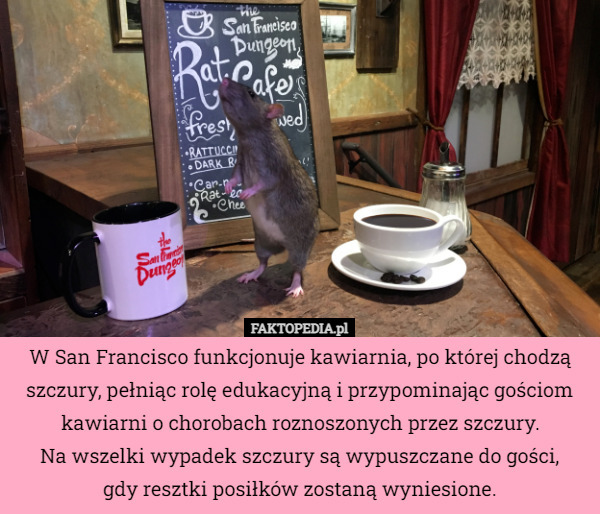 W San Francisco funkcjonuje kawiarnia, po której chodzą szczury, pełniąc rolę edukacyjną i przypominając gościom kawiarni o chorobach roznoszonych przez szczury.
Na wszelki wypadek szczury są wypuszczane do gości,
gdy resztki posiłków zostaną wyniesione. 