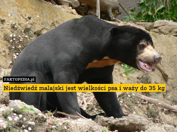 Niedźwiedź malajski jest wielkości