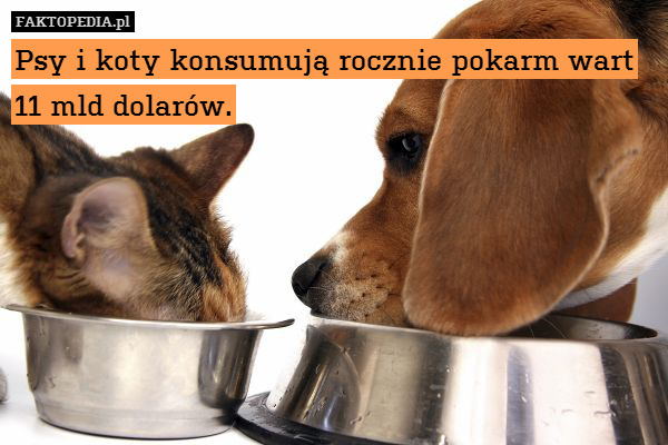 Psy i koty konsumują rocznie pokarm
