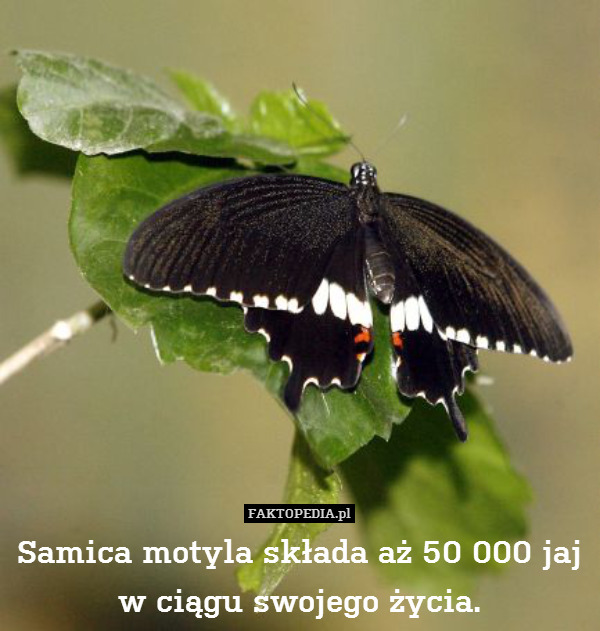 Samica motyla składa aż 50 000
