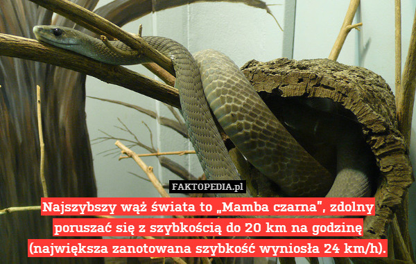 Najszybszy wąż świata to „Mamba