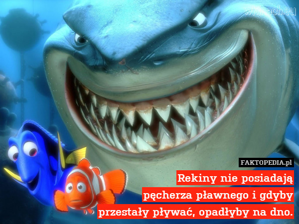 Rekiny nie posiadają
pęcherza