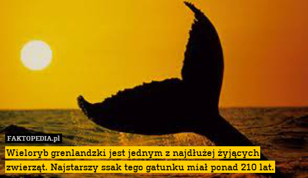 Wieloryb grenlandzki jest jednym