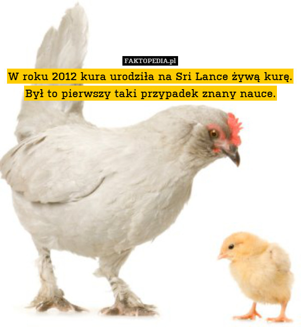 W roku 2012 kura urodziła na Sri