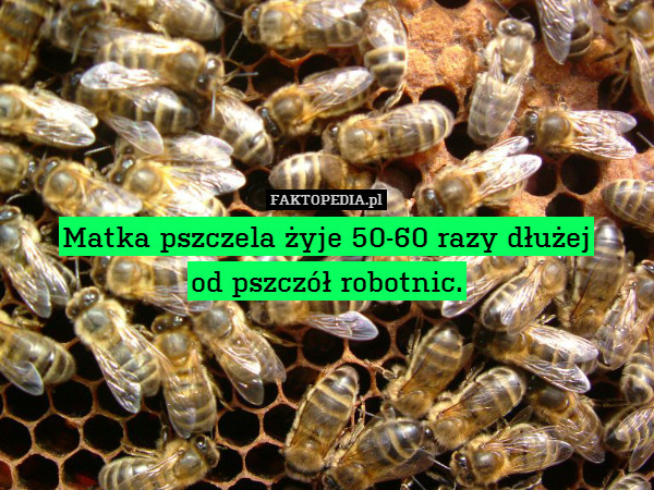 Matka pszczela żyje 50-60 razy