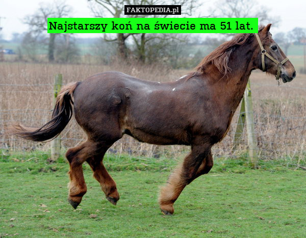 Najstarszy koń na świecie ma 51