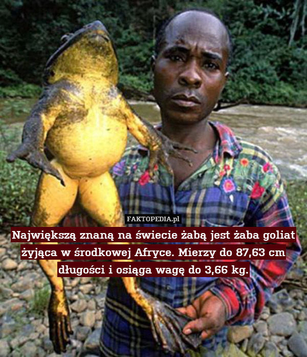 Największą znaną na świecie żabą