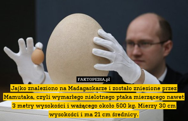 Jajko znaleziono na Madagaskarze