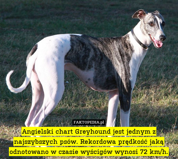 Angielski chart Greyhound jest