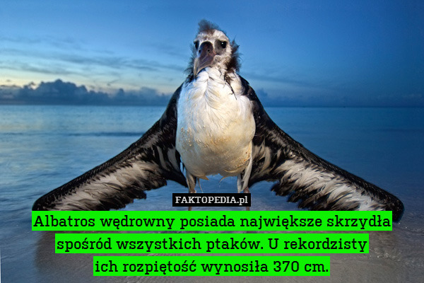 Albatros wędrowny posiada największe