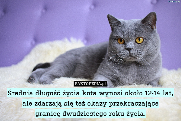 Średnia długość życia kota wynosi