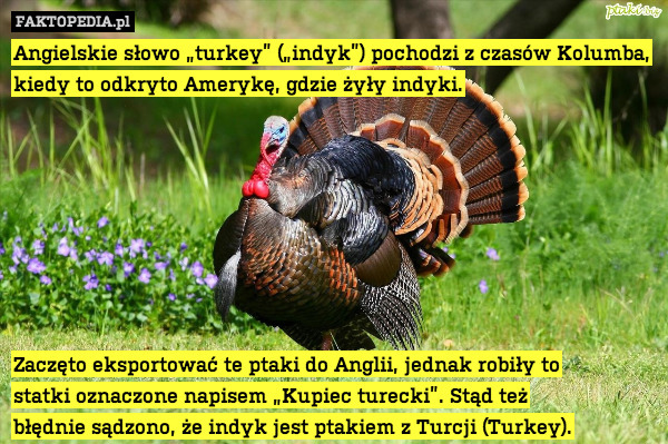 Angielskie słowo „turkey” („indyk”)