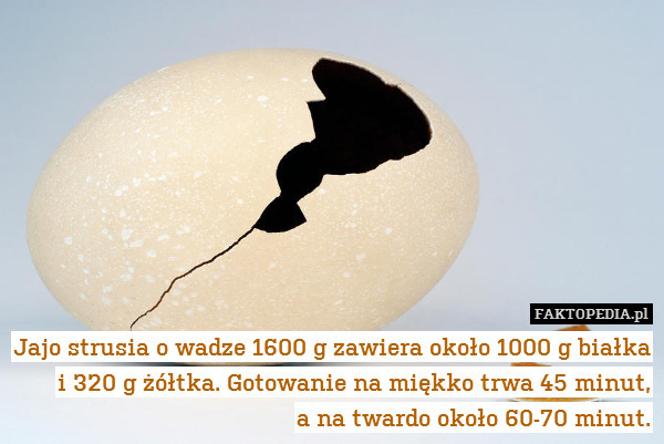 Jajo strusia o wadze 1600 g zawiera