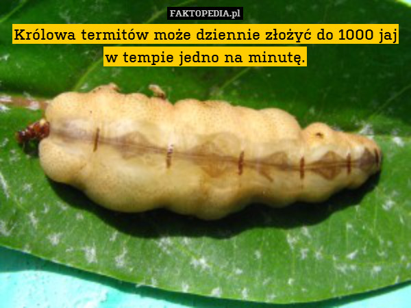 Królowa termitów może dziennie
