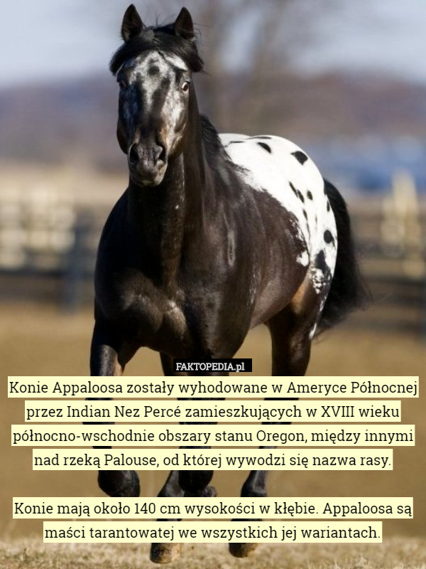 Konie Appaloosa zostały wyhodowane w Ameryce Północnej przez...