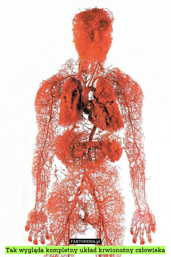 Tak wygląda kompletny układ krwionośny