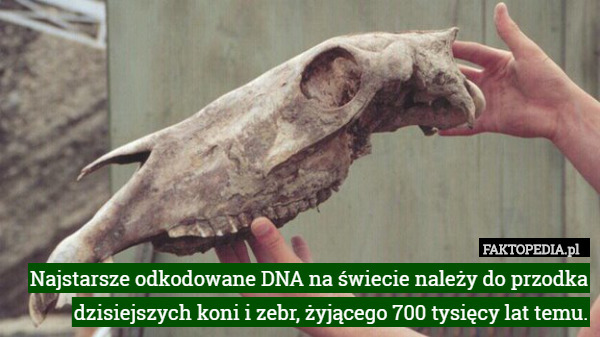 Najstarsze odkodowane DNA na świecie należy do przodka dzisiejszych...