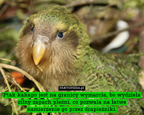 Ptak kakapo jest na granicy wymarcia,