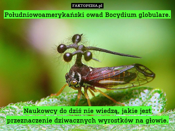 Południowoamerykański owad Bocydium