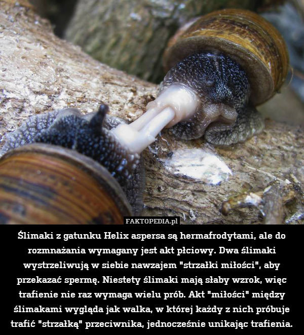 Ślimaki z gatunku Helix aspersa