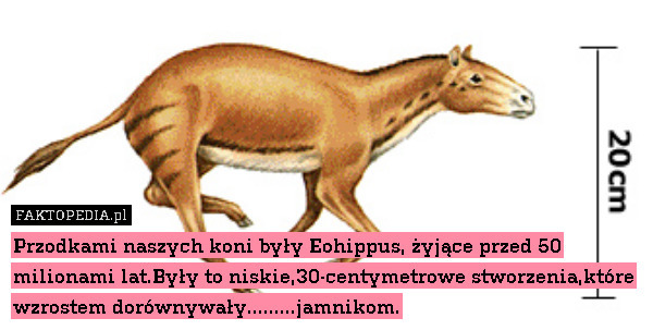 Przodkami naszych koni były Eohippus,