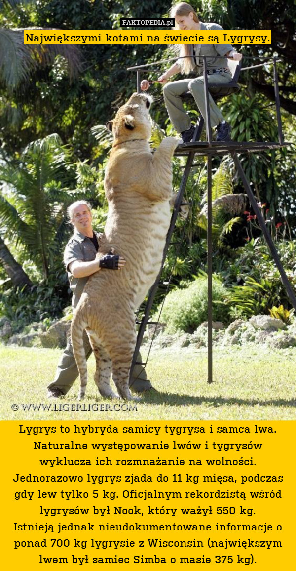 Największymi kotami na świecie