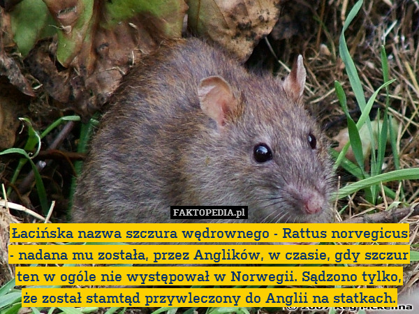 Łacińska nazwa szczura wędrownego