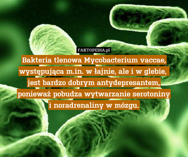 Bakteria tlenowa Mycobacterium