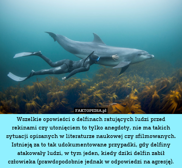Wszelkie opowieści o delfinach