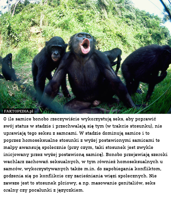 O ile samice bonobo rzeczywiście