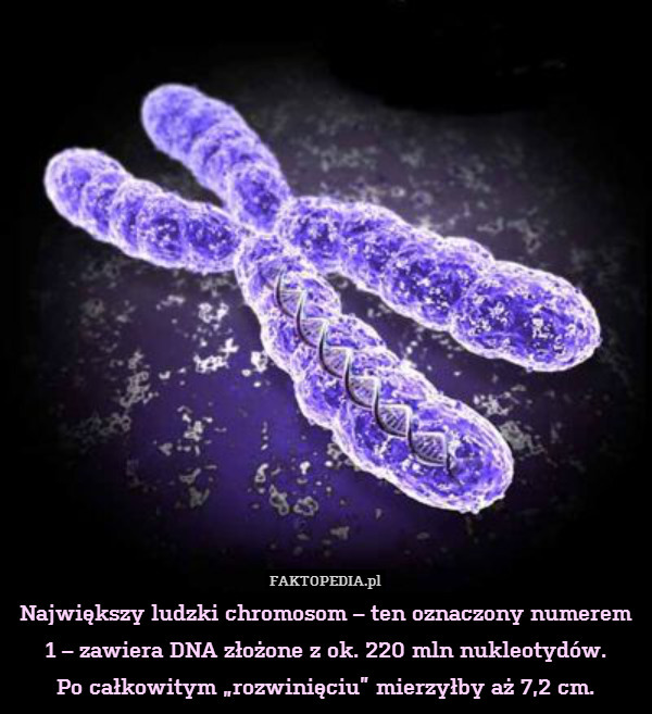 Największy ludzki chromosom –